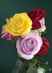posy of pretty roses isolated close up