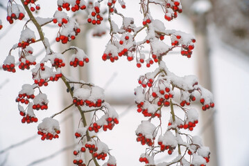 Twigs of hawthorn with red berries in winter.