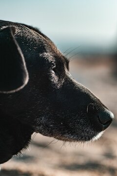 Profile Shot Of Cute Black Dog Chilling On Sunny Beach