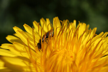 Taraxacum officinale - Common Dandelion - Details of flower © Collpicto
