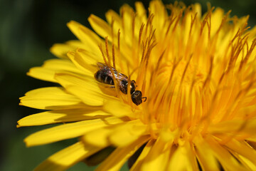 Taraxacum officinale - Common Dandelion - Details of flower © Collpicto