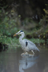 der Graureiher hat Fisch gefangen am Bach beim jagen in der Natur Wildleben