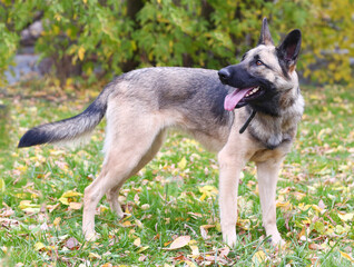 German shepherd dog full length photo on green grass background