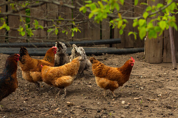 colorful chickens in the courtyard of a private house