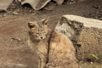 grey cat outside in the garden