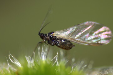Macro of a small fly sitting on moss with green background