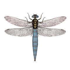 Darter dragonfly - 3D render