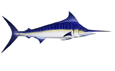 Marlin fish - 3D render - 549084845