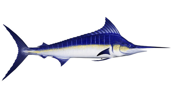 Marlin fish - 3D render