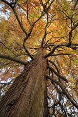 Obraz premium rote zeder 