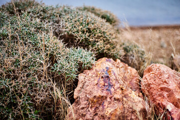 Close-up of a beautiful red stone on the background of plants and the sea. Shallow depth of field.