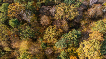 Polish part of Bialowieza Forest top viev