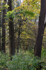 Old alder tree and water around in fall