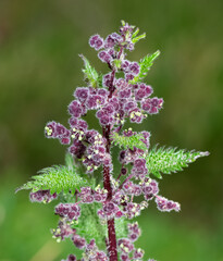 photos of medicinal plants and nettle plant