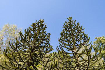 A type of coniferous tree. Evergreen pine trees