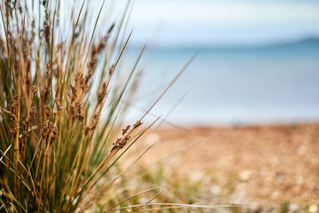 Close-up of dry grass on the sea coast. Shallow depth of field.