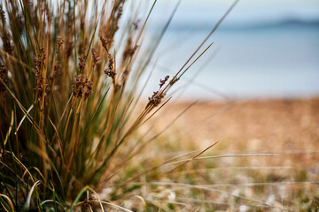  Close-up of dry grass on the sea coast. Shallow depth of field.