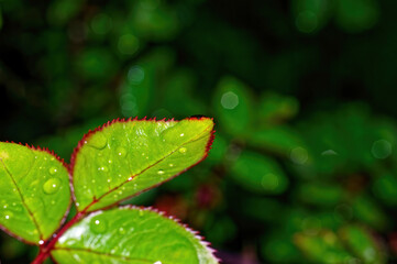 young leaves well rose bush