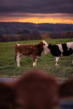 Two cows on a field in the warm light of susnset in Germany