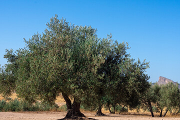 Rows of olive trees in the countryside in Andalucia (Spain) a sunny autumn morning