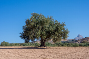 Beautiful lonely olive tree with blue sky in the background