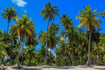 Obraz na płótnie Canvas Palm trees at beach