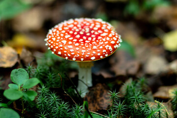 Fly agaric red. Red poisonous fly agaric in the forest. Close-up.