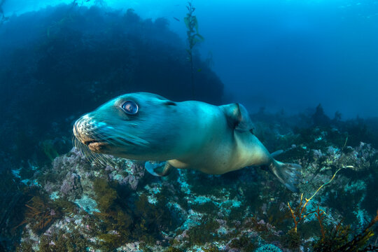 Fast swimming sea lion in California