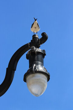 street light with a gull accent