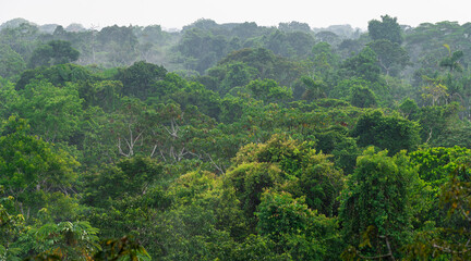 Aerial landscape panorama of Amazon rainforest trees, Yasuni national park, Ecuador.
