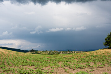 A cyclonic storm over a hilly valley approaching sunflower fields. Rainy cloudy day.