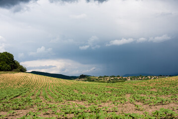 A cyclonic storm over a hilly valley approaching sunflower fields. Rainy cloudy day.