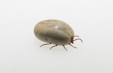 Ixodes ricinus, the castor bean tick, is a chiefly European species of hard-bodied tick. Female.