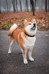 Japanese Shiba Inu breed dog walks in the autumn foggy park. Ukrainian dog shiba inu Kent