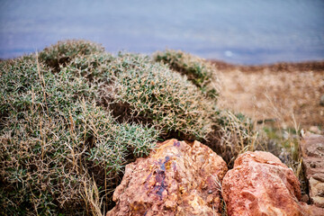  Close-up of a beautiful red stone on the background of plants and the sea. Shallow depth of field.