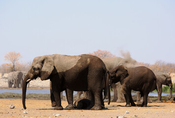 Small family herd of elephants with a baby sleeping and another spraying itself with sand to keep...