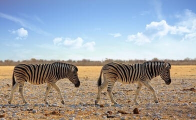 Two Burchell's Zebra walking across the African Plains in Etosha National park, Namibia