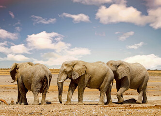 African Elephants on near to a waterhole, with a vast empty plains background