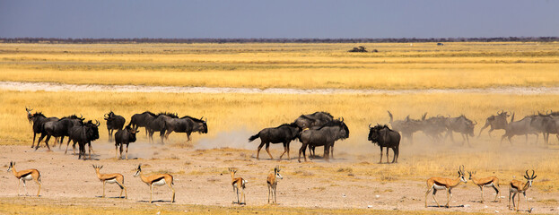 Panoramic image of a large herd of Blue Wildebeest -  some are kicking up dust in a frenzy.