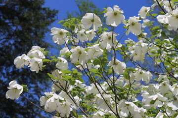 blooming dogwood