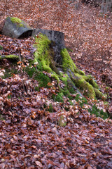 Log above tree stump with green moss surrounded by dead brown leaves on a hill near Olf Wolfstein castle ruins on a winter day in Germany.