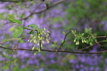 blooming twig in violet and green