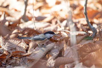 Black Capped Chickadee
