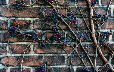 Wild grape and weathered brick wall	
