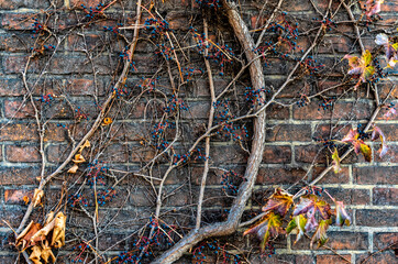 Wild grape and weathered brick wall	