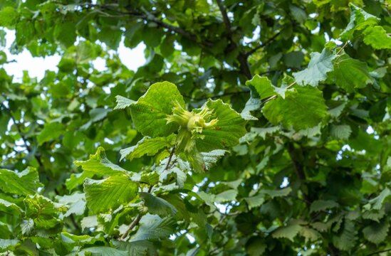 Closeup shot of the hazelnut tree. Igneada National Park