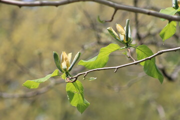 blooming cucumber tree
