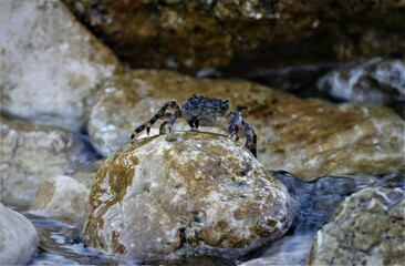 Sea crab on the rock by the sea