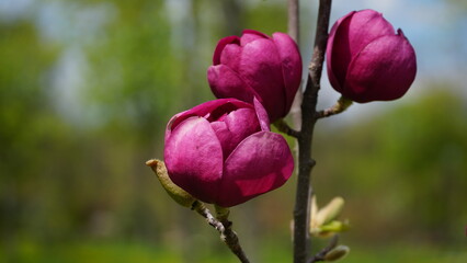 Blooming red magnolia flowers on the background of bricks wall © Nelia2