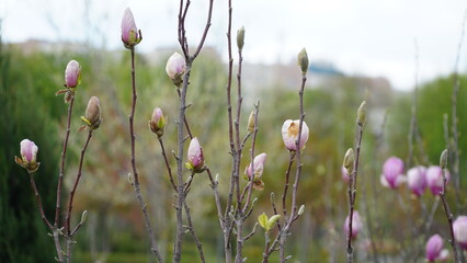 Pink magnolia flower spring branch in the garden. Buds of flowers. Magnolia denudata